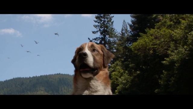 The Call of the Wild (2020) Harrison Ford - River Scene смотреть онлайн