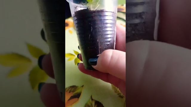 ??Земляничка Красная варежка смотреть онлайн