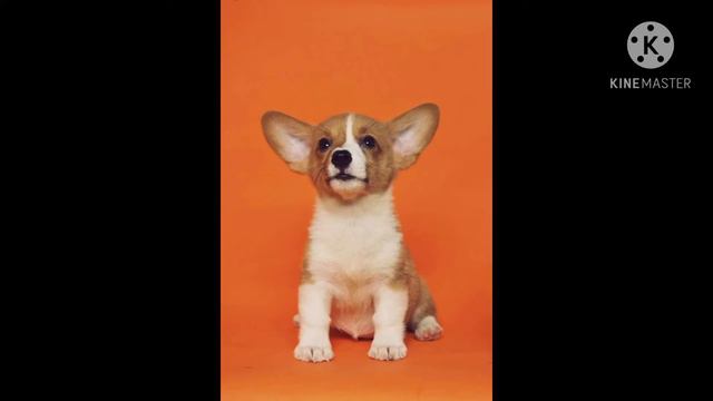 Топ 3 детёнышей животных!!! смотреть онлайн