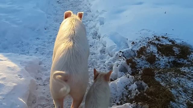 Свиньи крупная белая и ландрасы 6 месяцев - зимняя прогулка во дворе смотреть онлайн