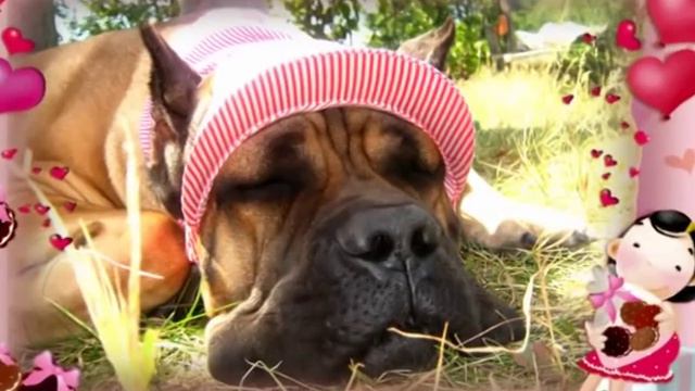 Cane Corso : Forum "WELCOM, Cane Corso italiano!" смотреть онлайн