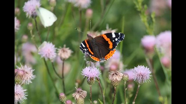 Социальный ролик Берегите природу! смотреть онлайн