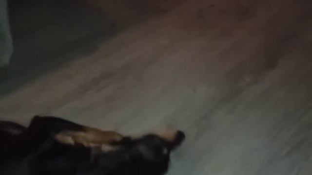 Неловко получилось поймать хвост. Такса упала смотреть онлайн