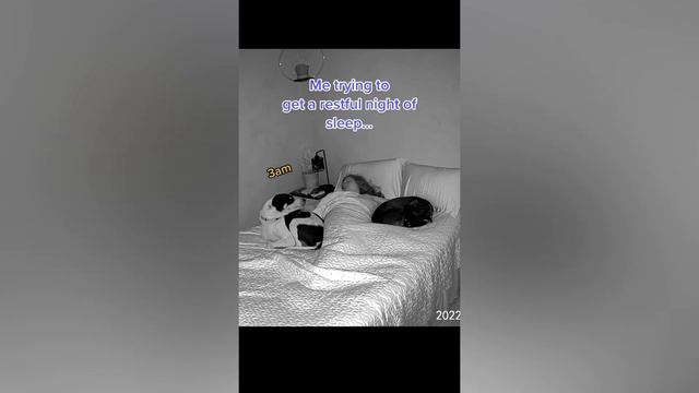 Самые смешные животные 2022 😂 Ржу не могу 🤣 chicken rubber bearing test 😹🐾Часть 14 смотреть онлайн