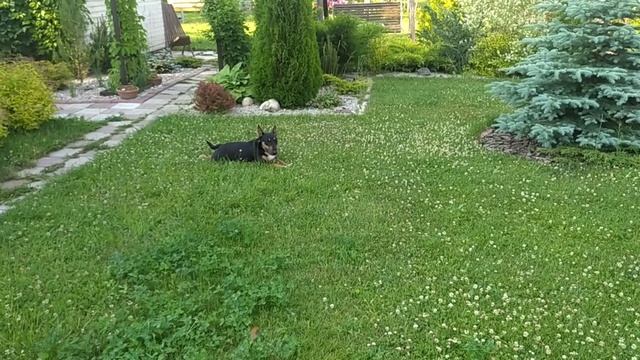 Цветение роз. Роза Вартбург Спасти микроклоны смотреть онлайн