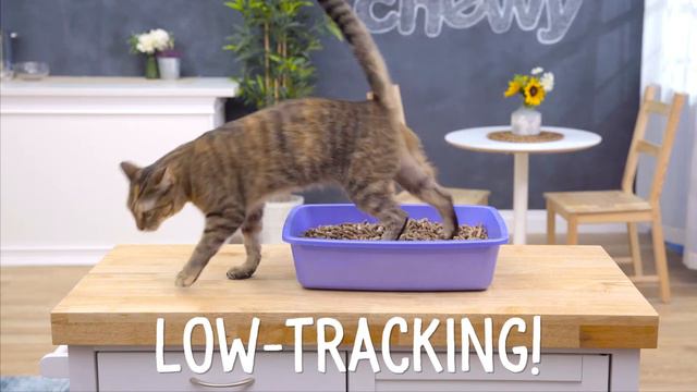 Simply Pine Cat Litter | Chewy смотреть онлайн