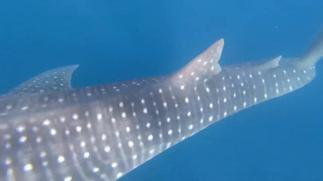 Maldives Whale Shark Encounter Baa Atoll ~ Kuday WS503 & Meje WS357 смотреть онлайн