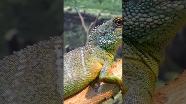 (Водный дракон, Ящерица) смотреть онлайн