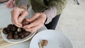 Съедобный каштан-почему его невозможно есть