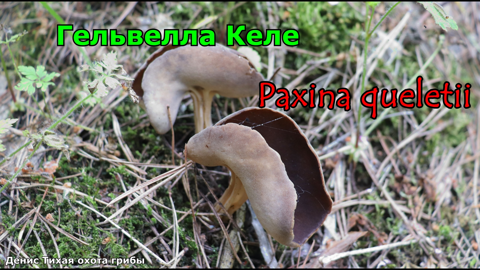 Гельвелла Келе | Paxina queletii (Helvella queletii) смотреть онлайн