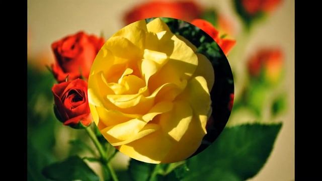 Розы, самые прекрасные цветы на Земле смотреть онлайн