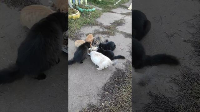Ребята на донаты устроили пикник 😻 коты кошки и котята смотреть онлайн