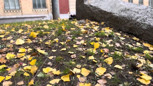 Всех в этом вальсе осень кружит. Как будто фея всем под ноги. Бросает золото листвы. Чихуахуа Мия. смотреть онлайн