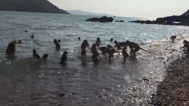 Мартышки краболовы смотреть онлайн