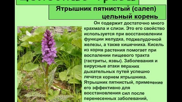 Ятрышник пятнистый (салеп) цельный корень смотреть онлайн