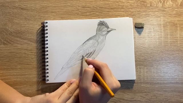 Как нарисовать жаворонка карандашом | Рисунок для начинающих поэтапно смотреть онлайн