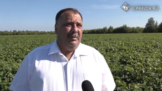 Ждем хороший урожай. В Ульяновской области началась уборочная.mp4