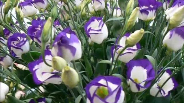 Богомолова А.Н. ФЛА 4-1. Эустома