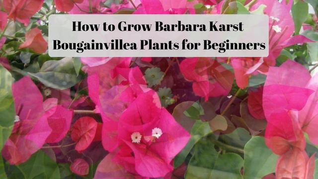 How to Grow Beautiful Barbara Karst Bougainvillea - Tips and Tricks for Success смотреть онлайн