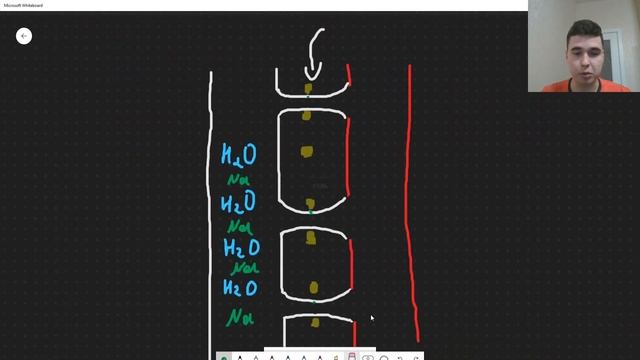 BioFamily: Вазопрессин за 8 минут (задание с ЕГЭ)
