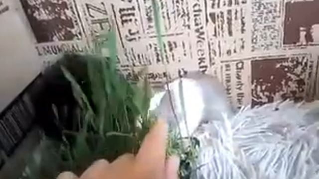 ?????приехала 2 свинка )))+ как назвать свинку смотреть онлайн