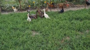 Утки индийский бегунок/Яйцами не засыпят, мясом тоже/Всё о породе из личного опыта/Плюсы и минусы