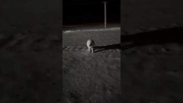 Вот как выглядит полный песец смотреть онлайн