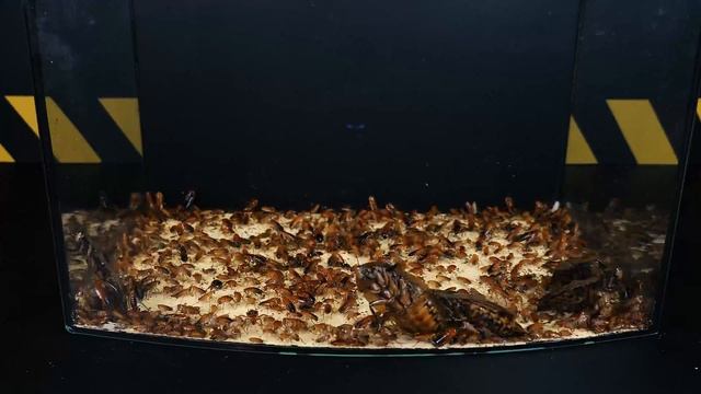 MEETING 1000 COCKROACHES And COCKROACHES-GIANTS! THE BIGGEST COCKROACHES IN THE WORLD! AWESOME!