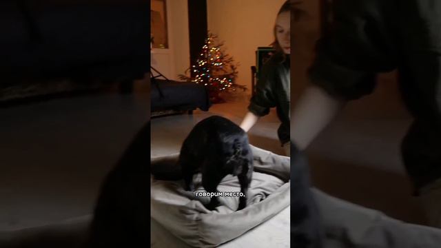 Учим собаку команде «место» #собаки #дрессировка смотреть онлайн