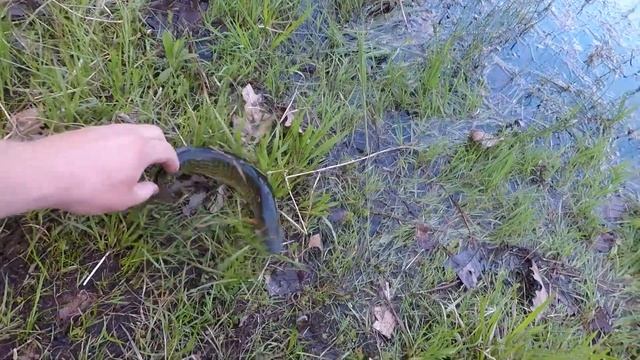 Do Berkley Gulp 6" Nightcrawlers Catch Fish? смотреть онлайн