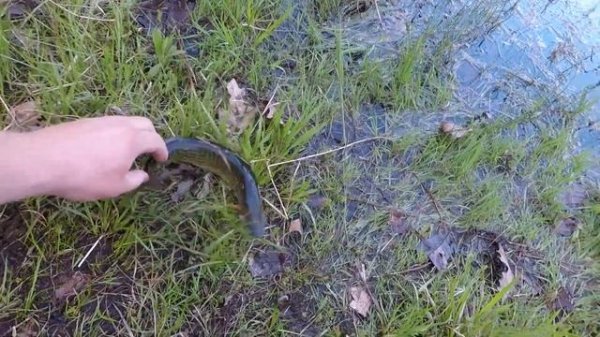 Do Berkley Gulp 6" Nightcrawlers Catch Fish?