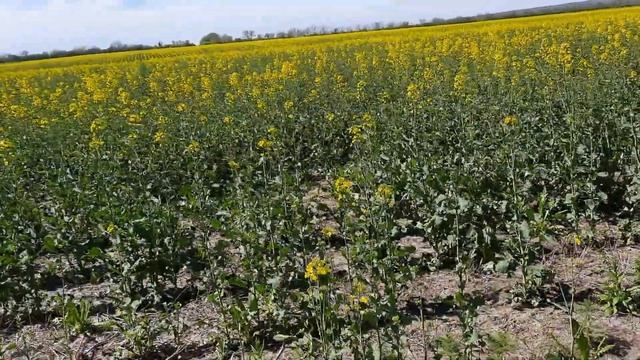 Рапс, счастье для пчёл или несчастье? смотреть онлайн