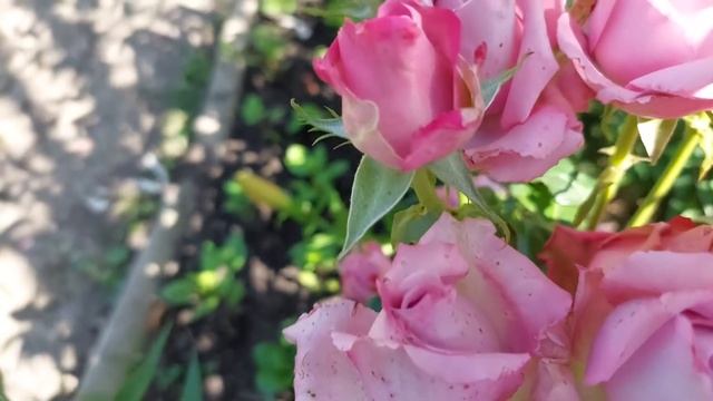 Срезочные розы Формула успеха смотреть онлайн