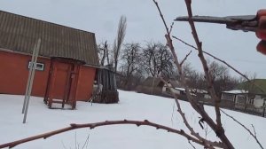 ОБРЕЗКА МОЛОДОЙ АЛЫЧИ. Формируем не высокое и урожайное дерево.