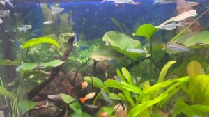 Отоцинклюс и рыбки лисичка