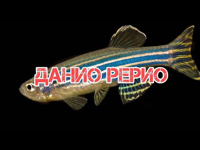ДАНИО РЕРИО. СОДЕРЖАНИЕ И РАЗВЕДЕНИЕ смотреть онлайн