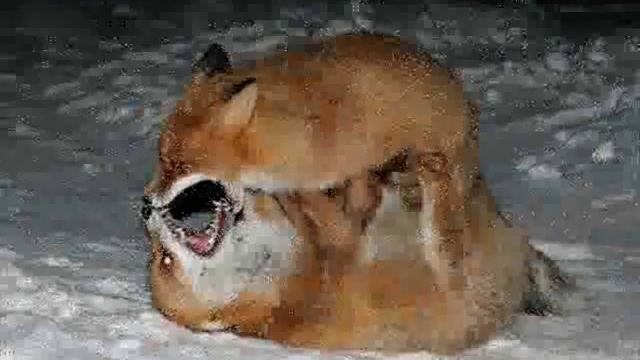 Яшка. Э.Асадов..wmv смотреть онлайн