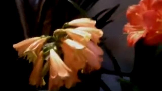 clivia кливия Нобилис и мината смотреть онлайн