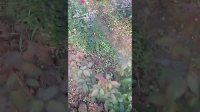 Rose Garden In Odisha