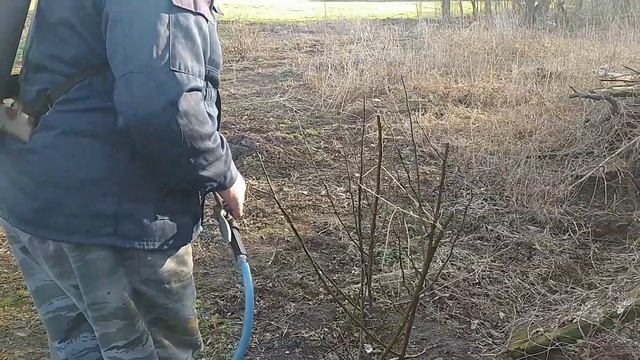 Как правильно опрыскивать деревья в саду? Обработка сада: яблони, груши, айва смотреть онлайн