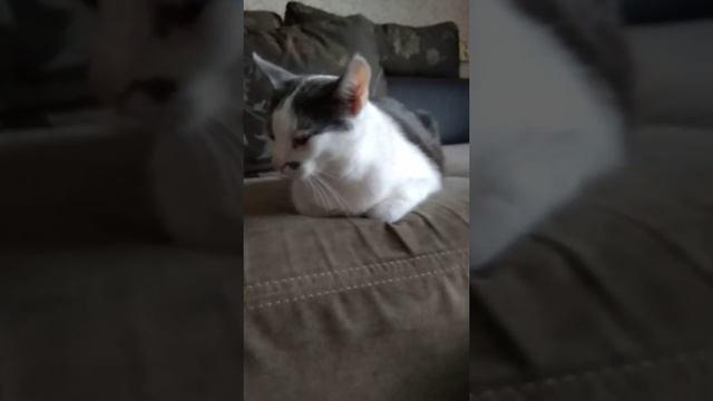 Блог моего котика??? смотреть онлайн