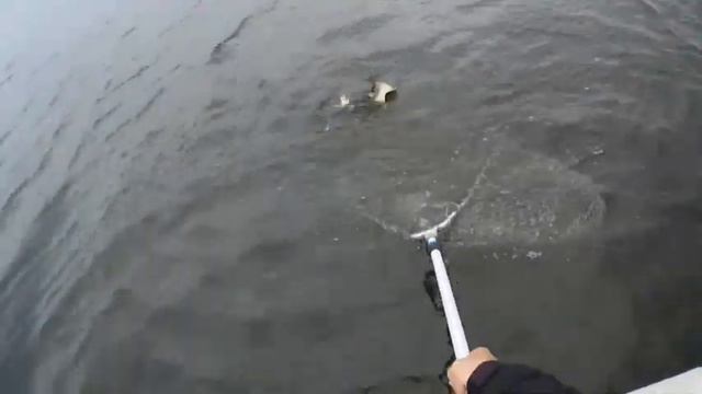 Краснооскольская щука.Рыбалка 2014(сентябрь) смотреть онлайн