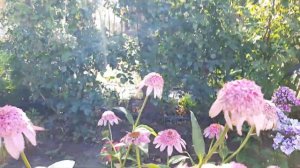 Цветение эхинацей!Какие у меня расцветки.Сколько времени цветут.Как буду розмножать.#эхинацея.