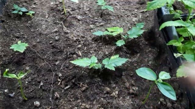 Всходы граната из косточки. смотреть онлайн