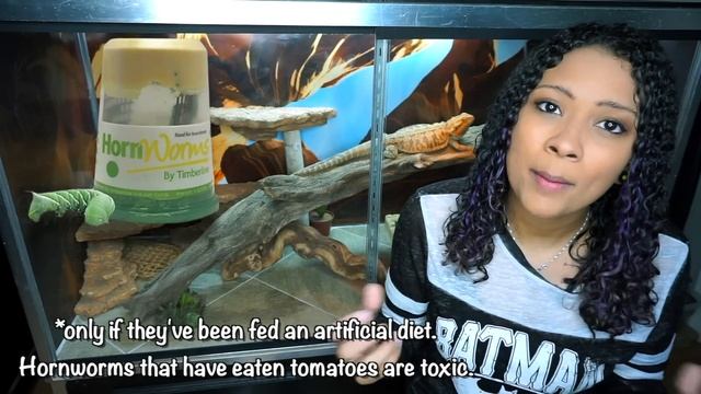 COMPLETE Bearded Dragon Feeding Guide смотреть онлайн