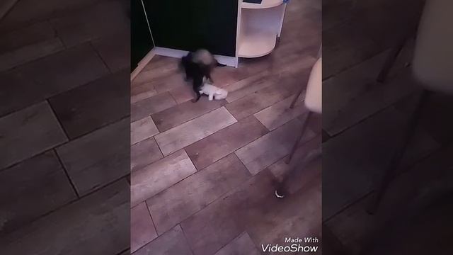 Цвергпинчер ( zwergpincher) Шанти (2,5 мес) и хорек (фретка) Кекс (8 мес) смотреть онлайн