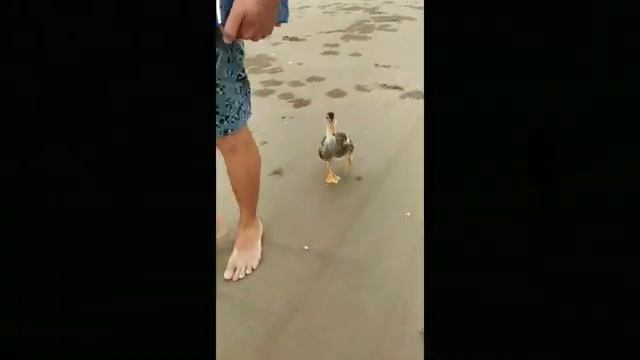 Очень милое видео про уточку Бориславу, по дороге в Нячанг, воспоминание о Муйне, домашнее животное смотреть онлайн