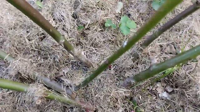 Виноград "Эльдорадо" в Новой Москве, ежевика "Торн Фри". смотреть онлайн