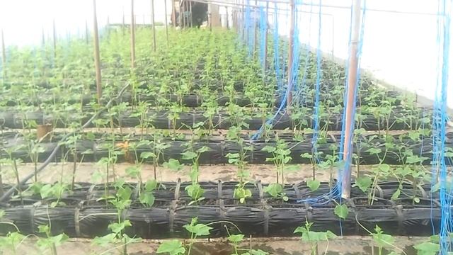 Отопление теплицы зимой дизельной пушкой. Heating greenhouses in winter diesel gun. смотреть онлайн