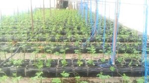 Отопление теплицы зимой дизельной пушкой. Heating greenhouses in winter diesel gun.